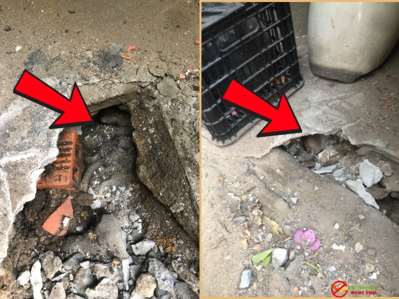 Dịch vụ tìm xác chuột chết của Ngọc Thư