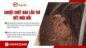 Chuột chết bao lâu thì hết mùi hôi