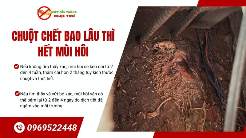 Chuột chết bao lâu thì hết mùi hôi