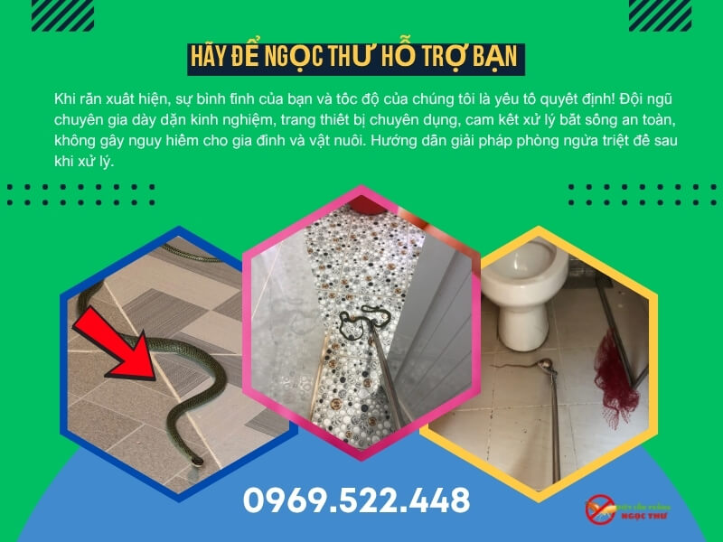 Dịch vụ bắt rắn tại quận 7 của Ngọc Thư chuyên bắt rắn tại nhà