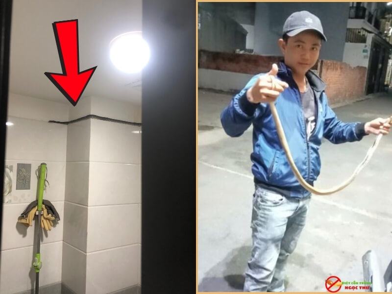 Dịch vụ bắt rắn tại quận 7 của Ngọc Thư cam kết có mặt sau 30 phút gọi