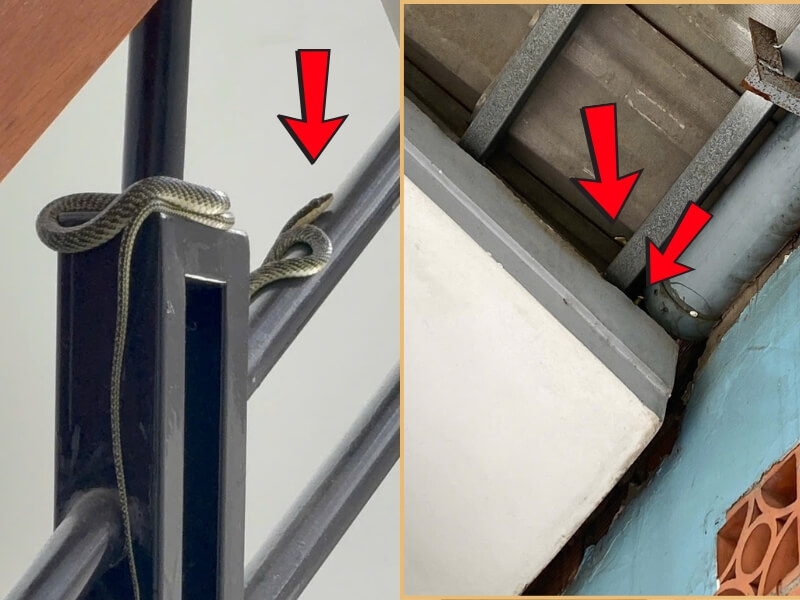 Dịch vụ bắt rắn tại quận 7 chuyên nghiệp