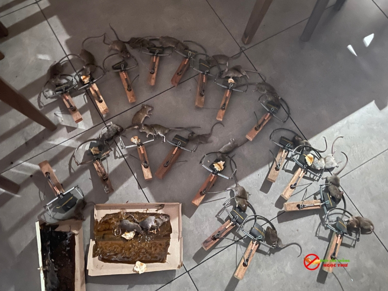 dịch vụ đuổi chuột, hiệu quả triệt để