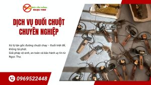 Dịch vụ đuổi chuột chuyên nghiệp Ngọc Thư