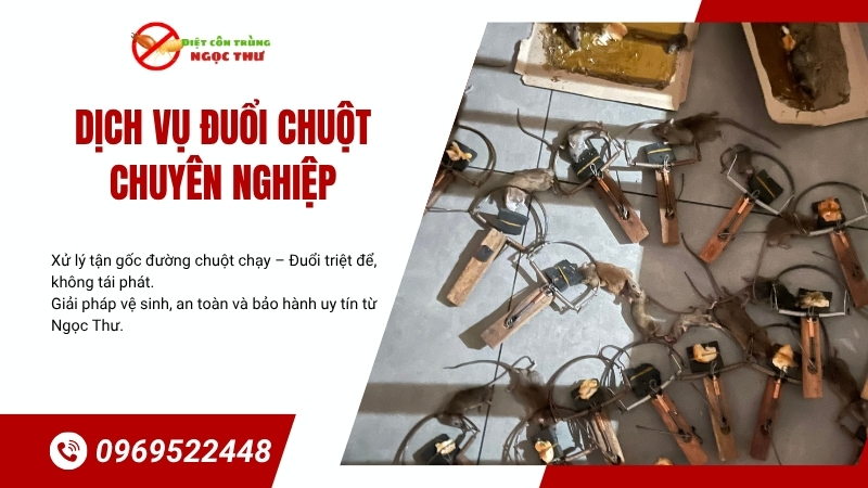 Dịch vụ đuổi chuột chuyên nghiệp Ngọc Thư