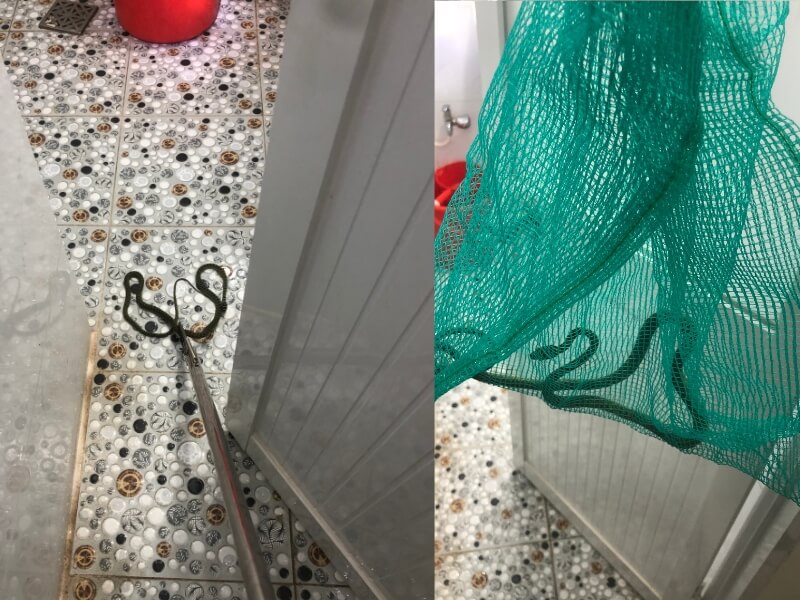 Dịch vụ bắt rắn tại phường Tam Bình-3