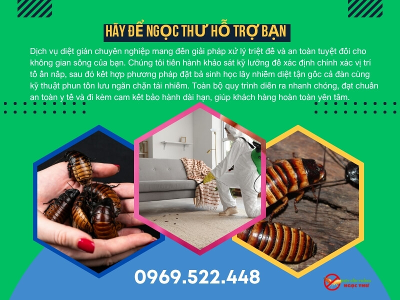 Quy trình diệt gián Chuyên nghiệp