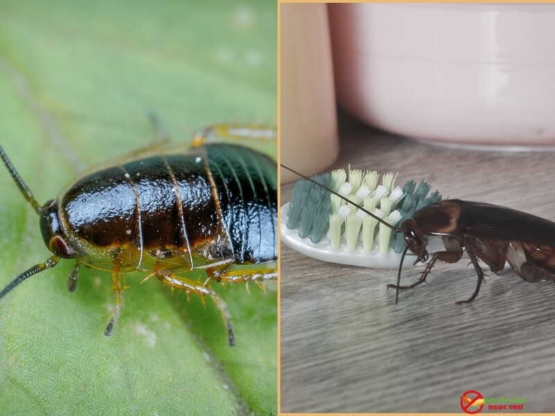 Quy trình diệt gián hiệu quả và an toàn