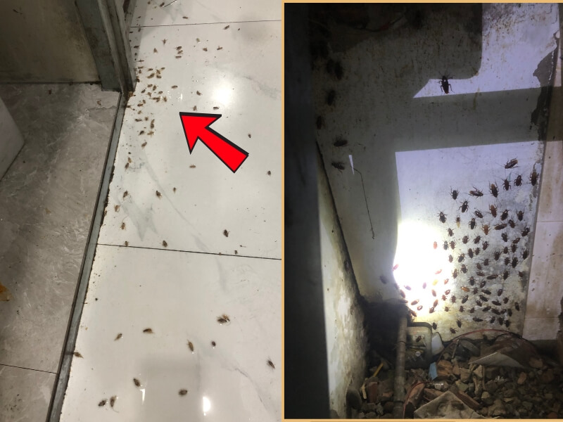 Diệt gián theo quy trình chuẩn khoa học
