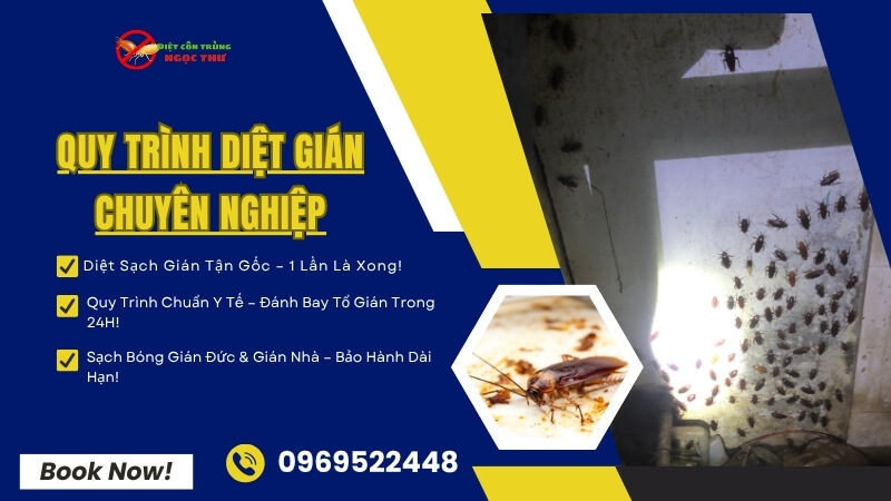 Quy trình diệt gián tại Ngọc Thư