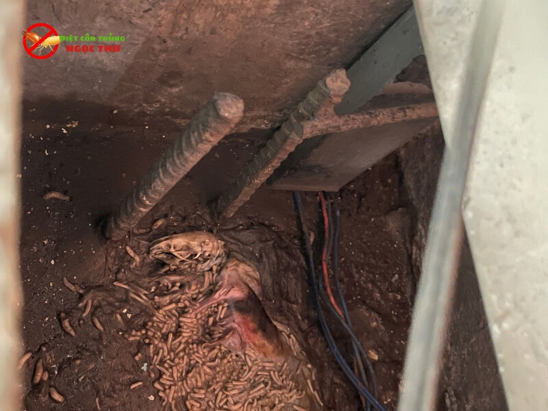 Dịch vụ tìm xác chuột chết trong trần thạch cao chuyên nghiệp