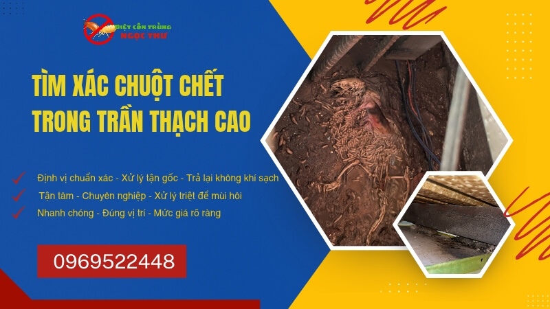 Tìm xác chuột chết trong trần thạch cao